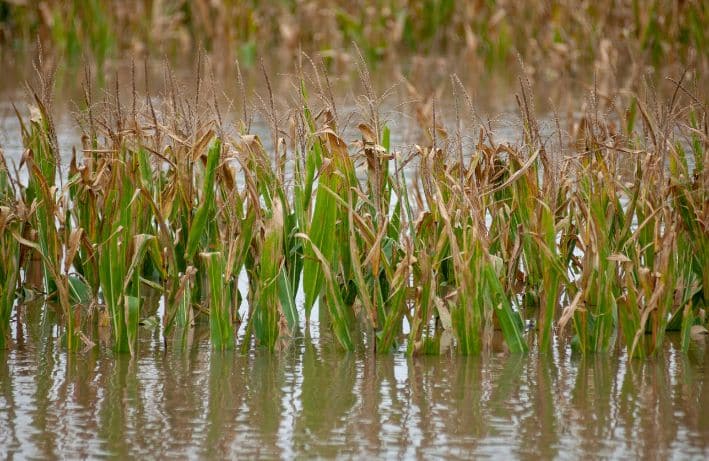 Iowa cornfield flooded