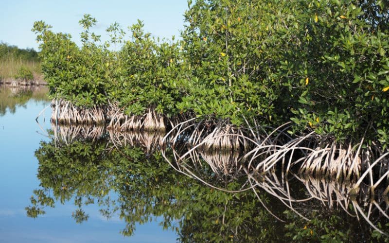 Mangrove marsh in the Everglades