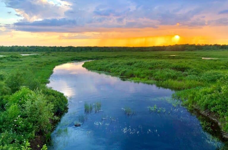 Report Shows Continued Decline of U.S. Wetlands